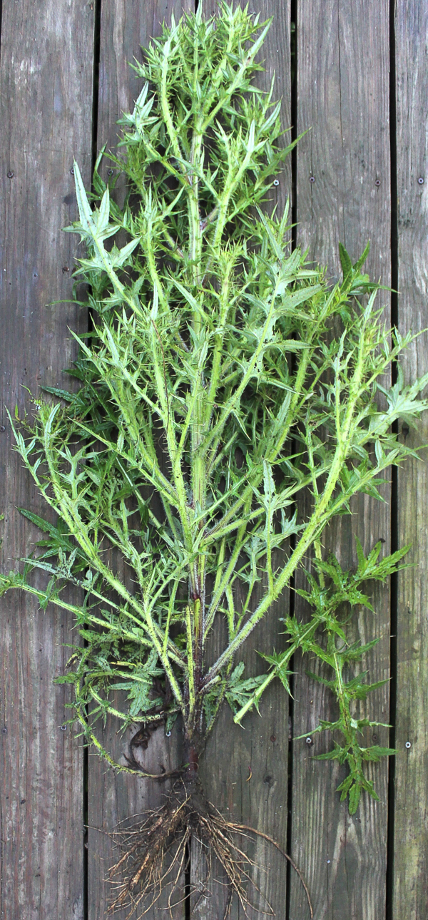 Thistle Plant
