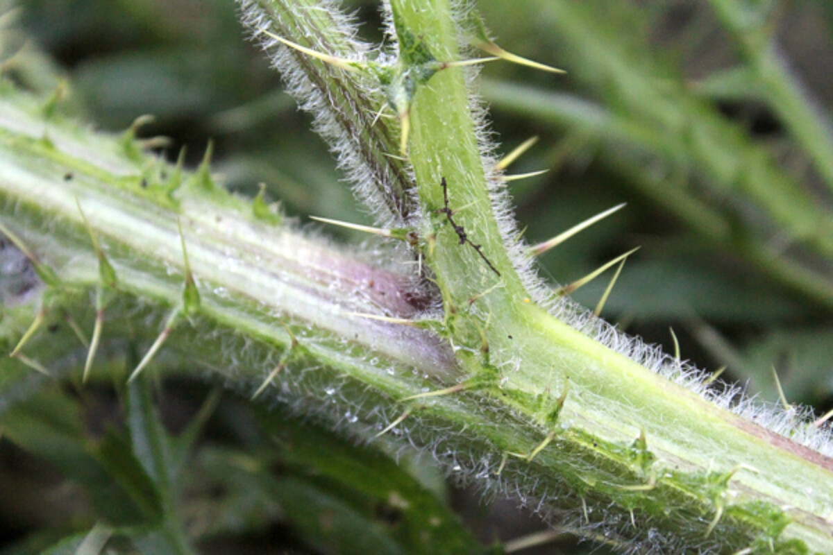 Thistle Stalk Closeup