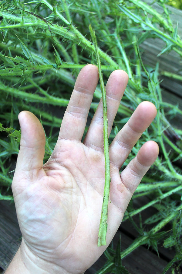 Thistle Leaf Mid-rib Thorns Removed