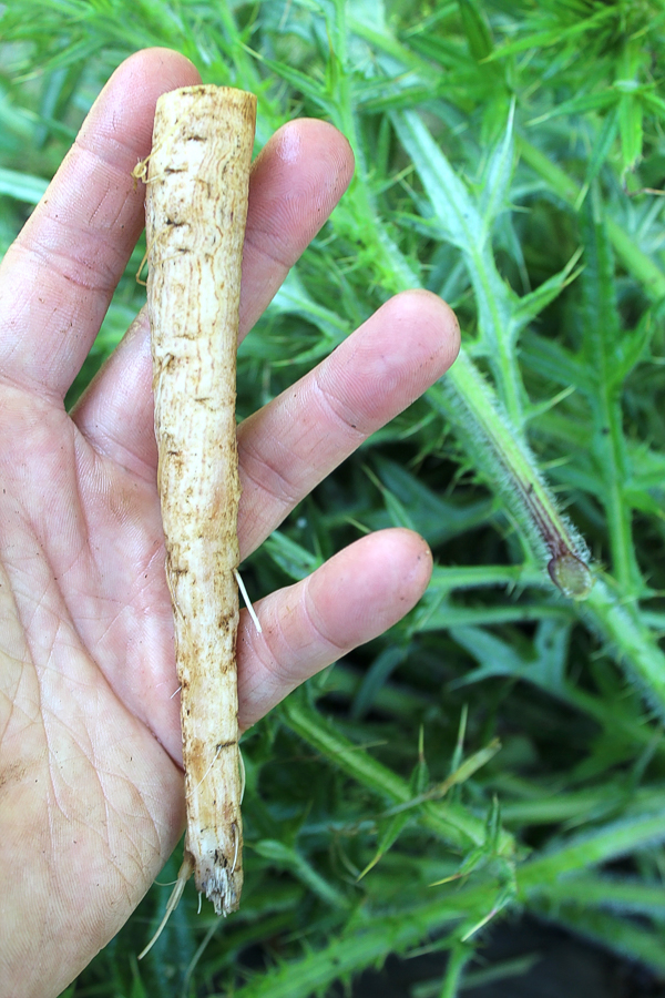 Thistle Root