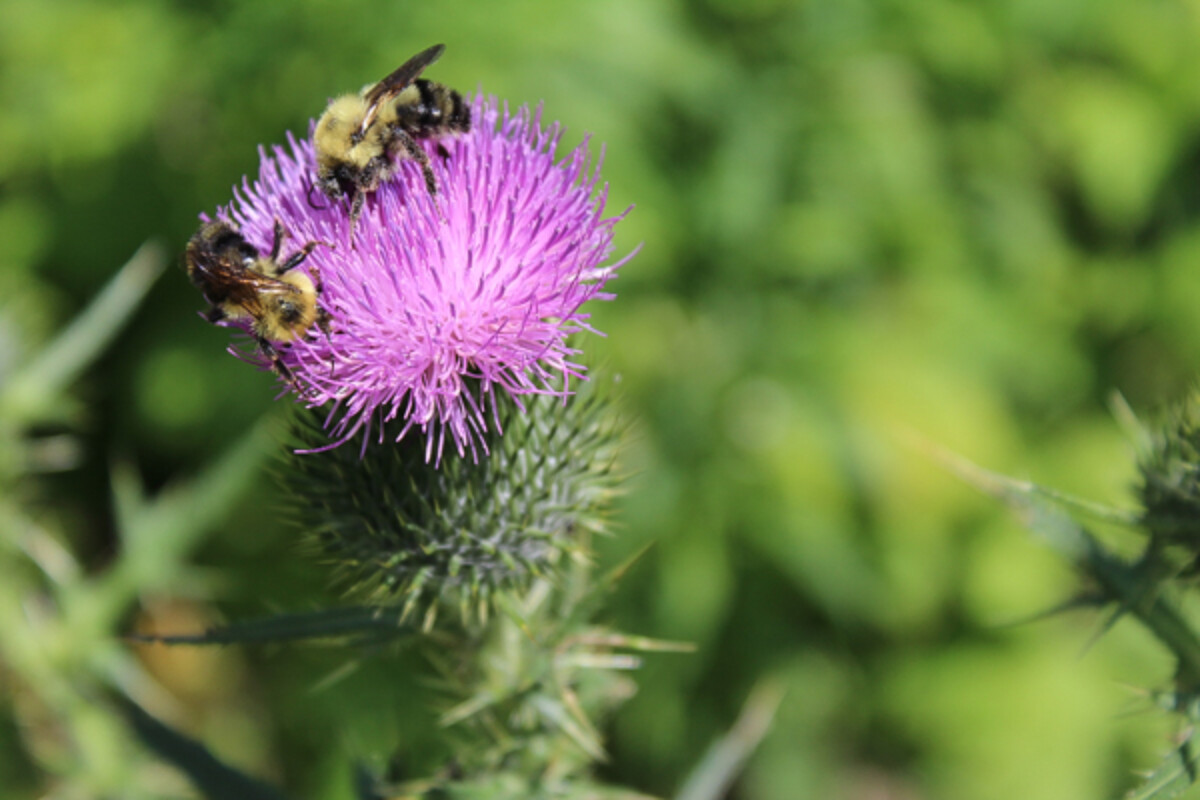 bees foraging thistle