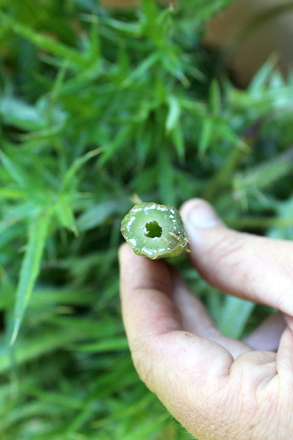 Thistle Stem Cross Section