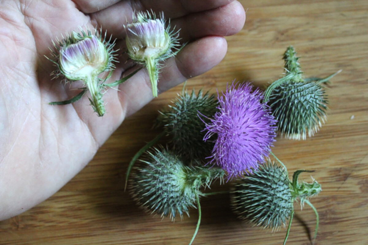 Thistle Flower Inside