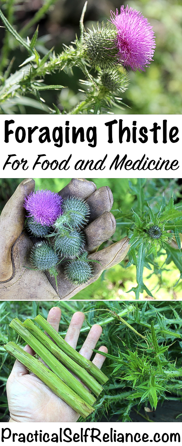 Foraging Thistle for Food and Medicine #thistle #foraging #foragedfood #wildfood #selfsufficiency #homesteading #edibleweeds #medicinalherbs