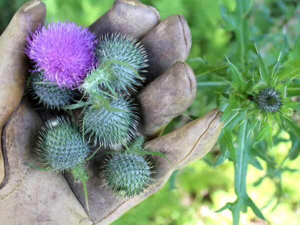 Foraging Thistle