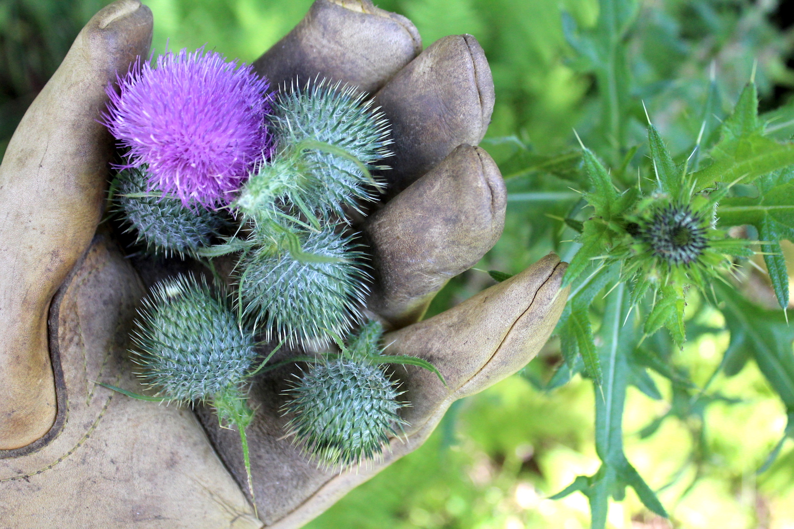 Foraging Thistle