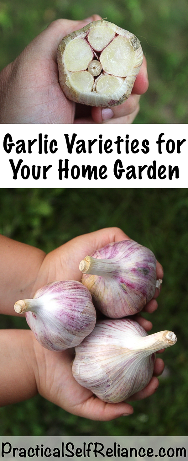 Garlic Varieties for Your Home Garden ~ Types of Garlic to Grow #vegetablegardening #growingfood #garlic #fallgardening #homesteading #howtogrow