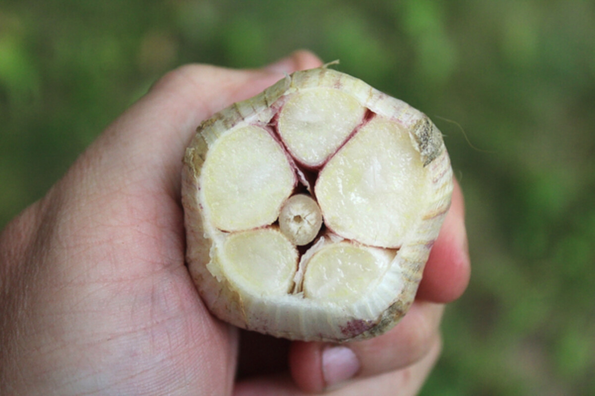Hardneck Garlic Cross Section