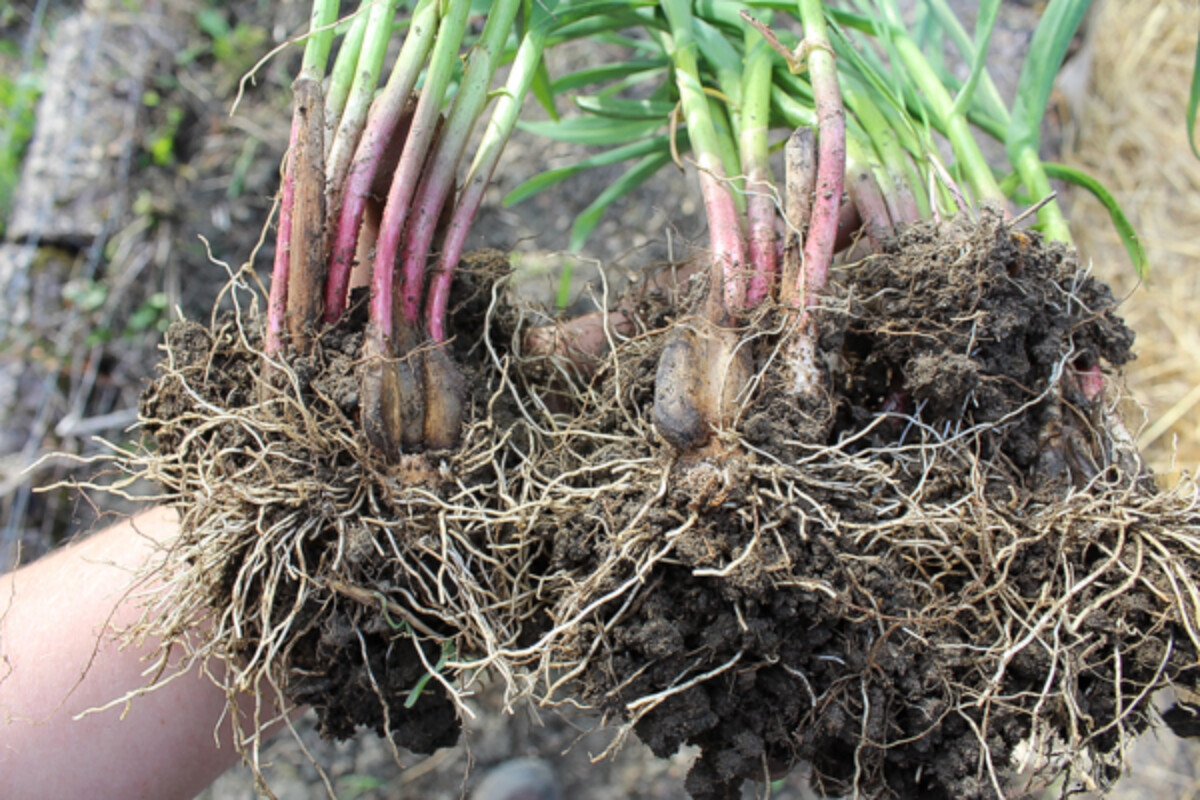 Perennial Garlic