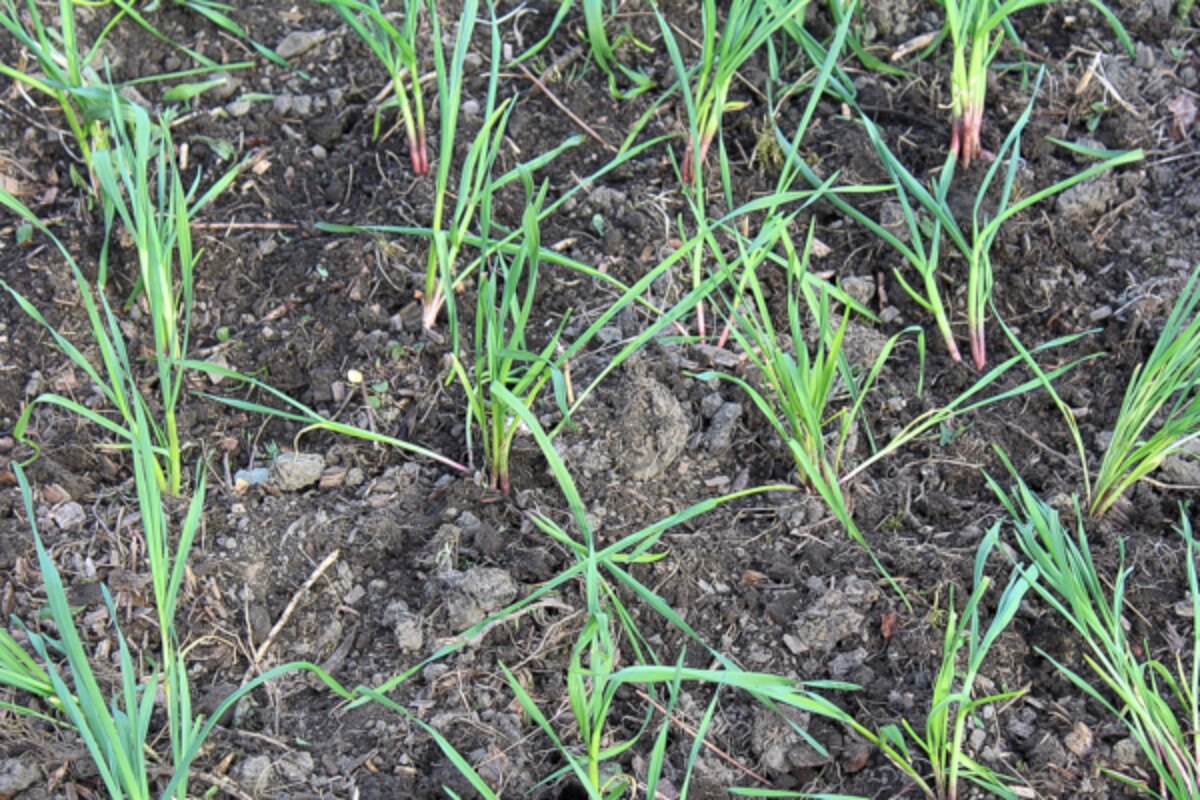 spring planted garlic