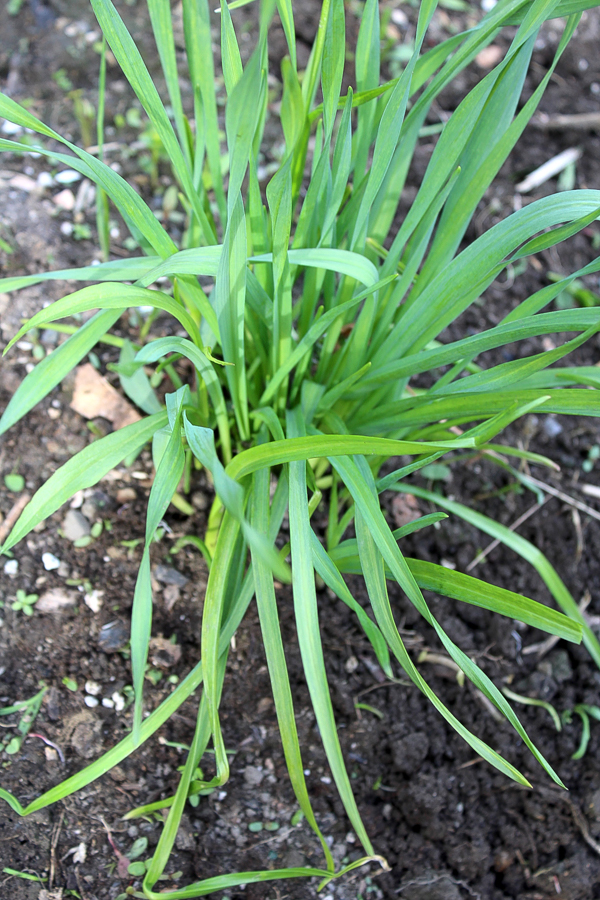 Three Year Old Garlic Cluster