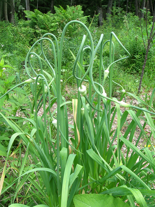 Scapes on Perennial Garlic
