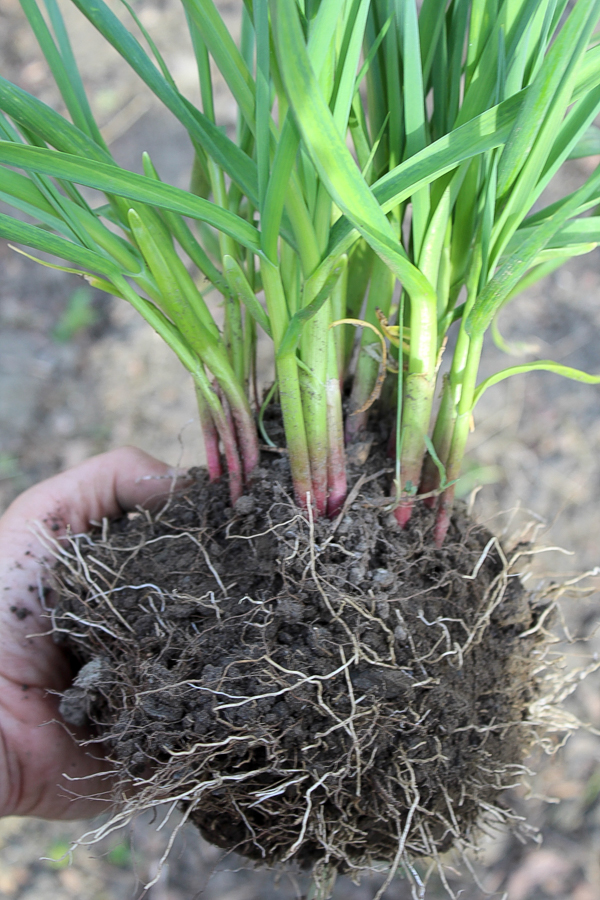 Growing Garlic as a Perennial