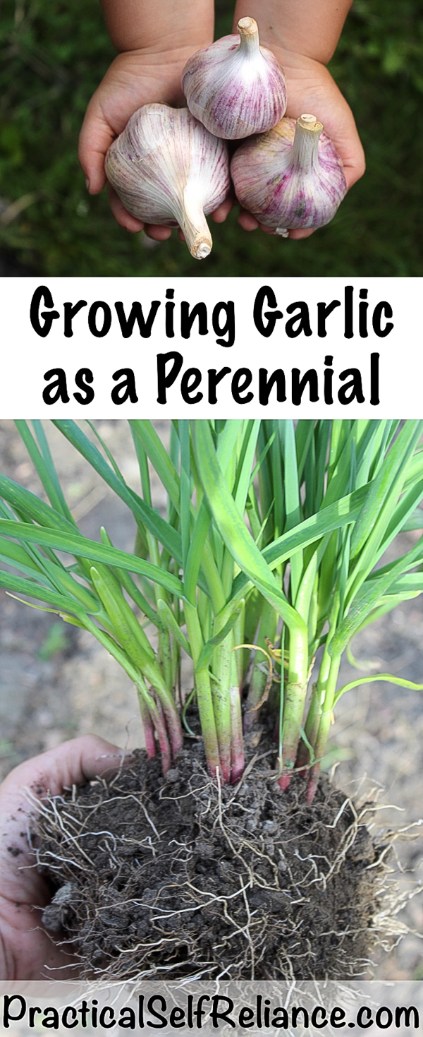 How to Plant Garlic in the Fall ~ Growing Garlic ~Fall Planting #vegetablegardening #growingfood #garlic #fallgardening #homesteading #howtogrow