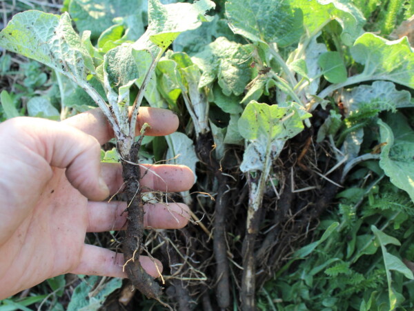 Harvesting Burdock Roots