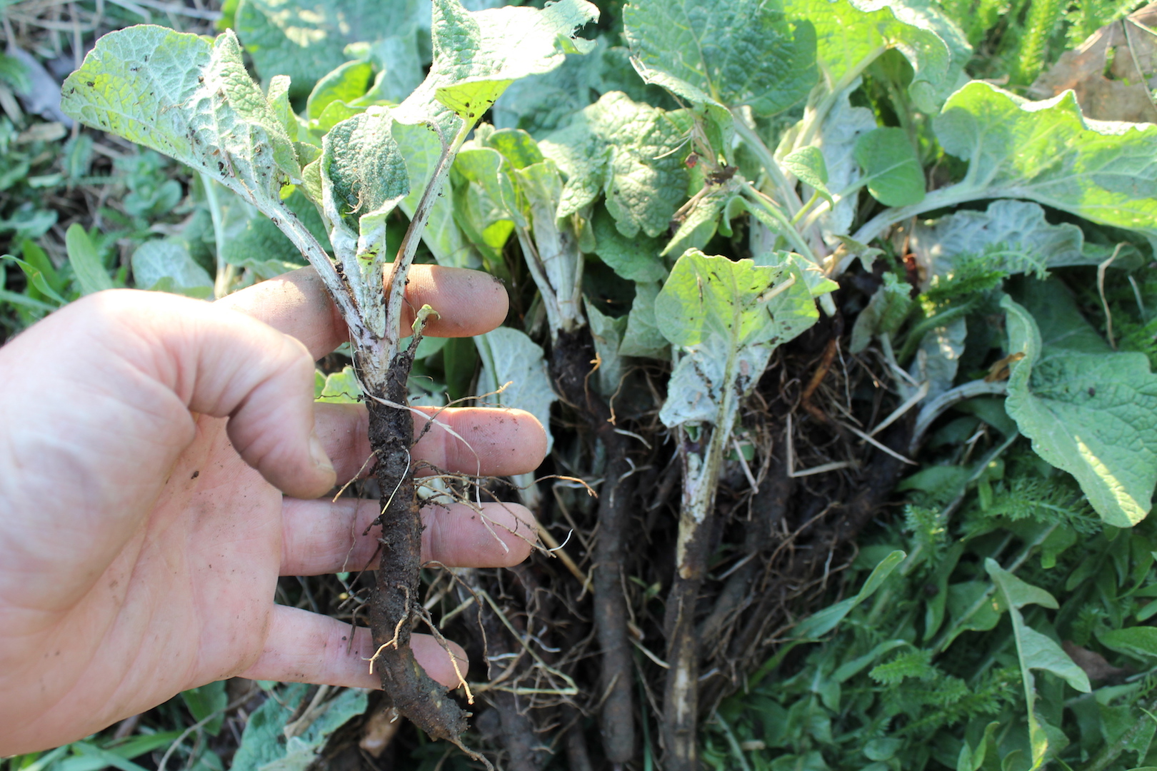 Image of Burdock plant being harvested
