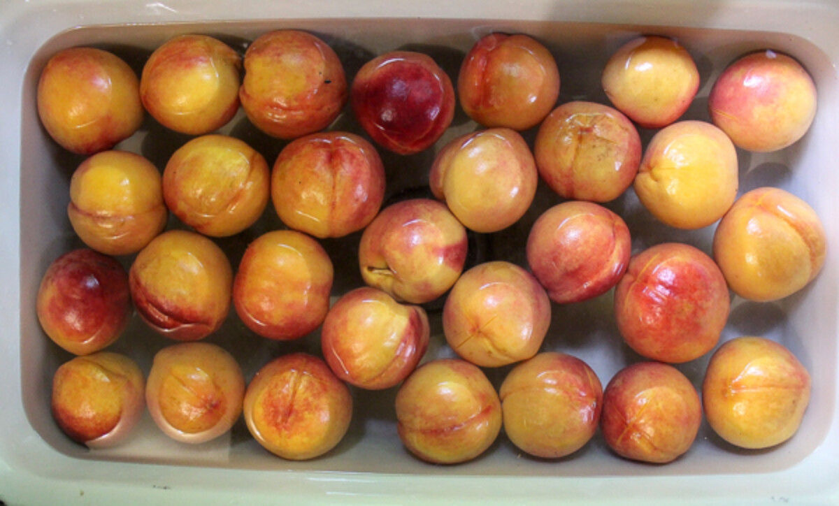 Peaches in Cold Water Bath preparing to peel for canning
