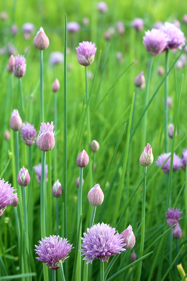 Chive Flowers