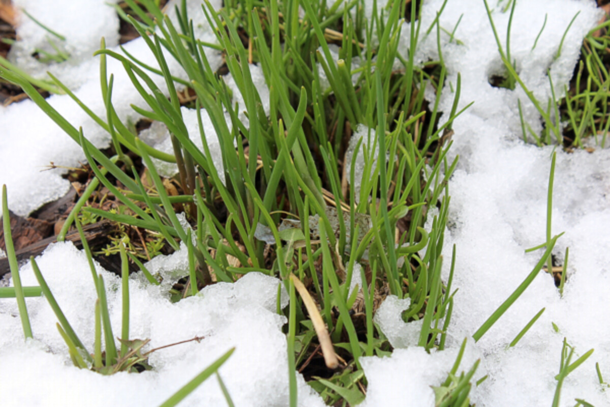 Chives Sprouting in Spring