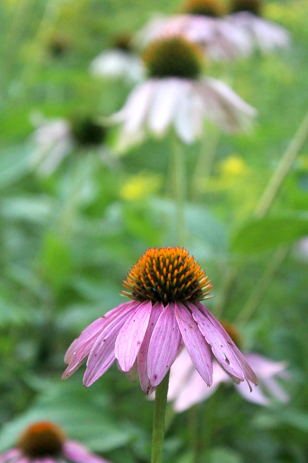 Echinacea Plant