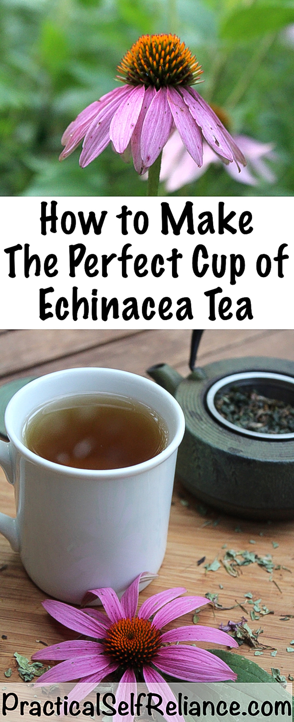 How to Make Echinacea Tea for Immune System Support #echinacea #tea #remedies #tearecipes #herbaltea #herbalism #medicine #coldandflu#immunesystem #teaforhealth