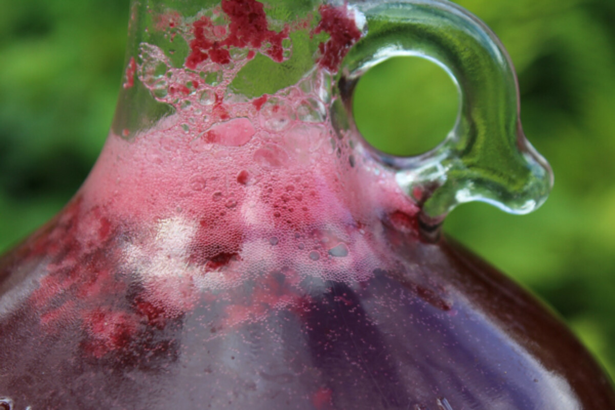 Blackcurrant mead fermentation