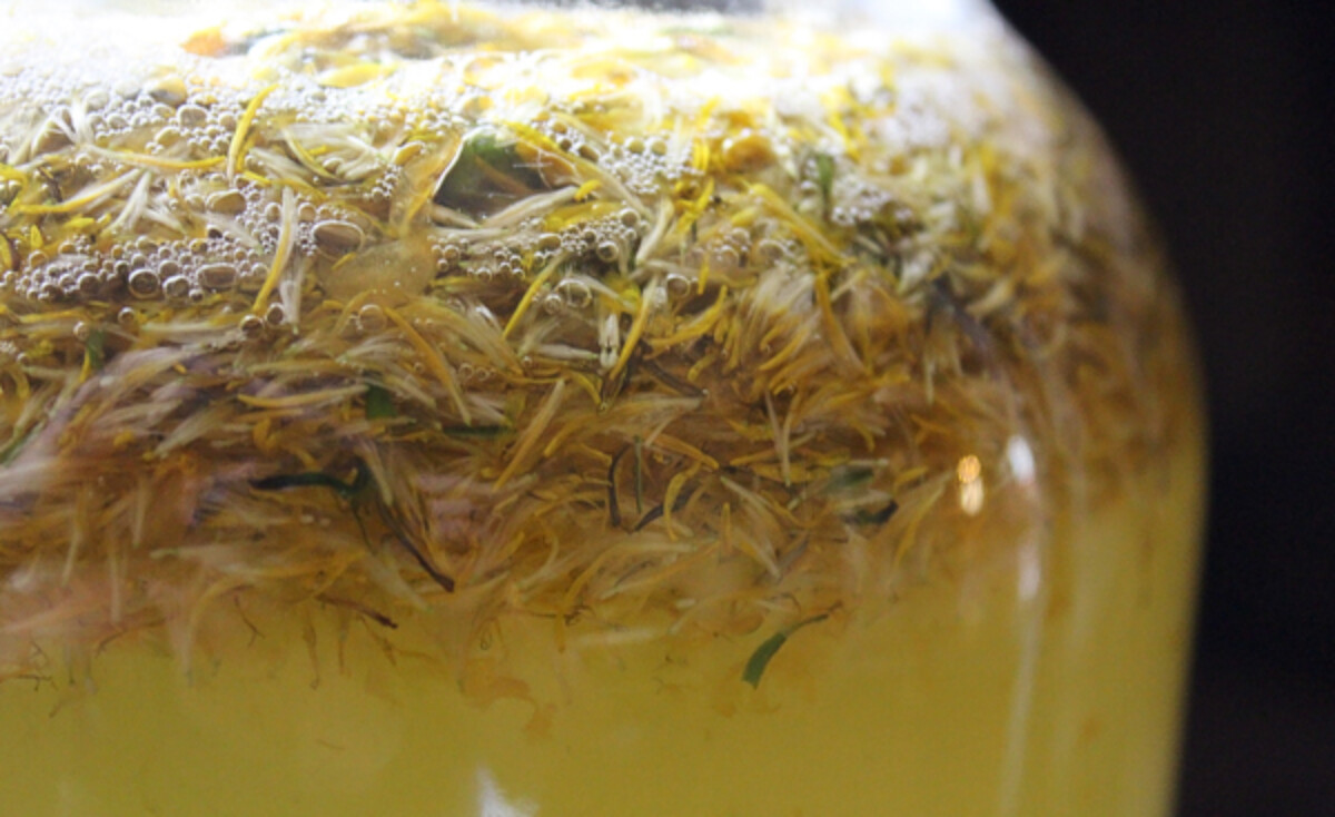 Dandelion mead gallon recipe