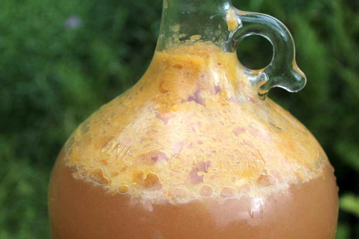 A one gallon batch of peach wine.
