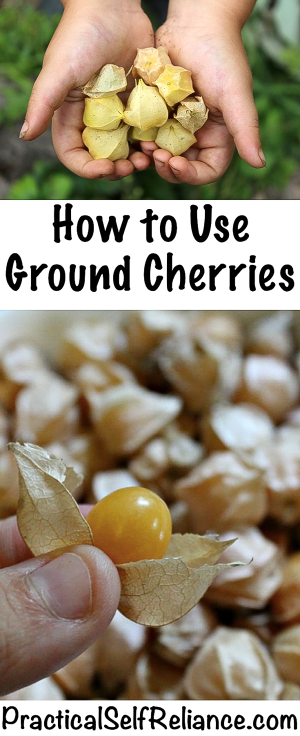 How to Use Ground Cherries ~ Ground Cherry Recipes #groundcherries #groundcherry #uses #recipes #recipeideas #fruitrecipes #exoticfruit