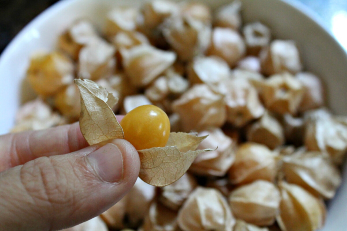 ground cherry in husk