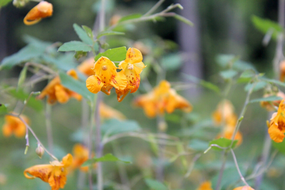 Jewelweed Flowers