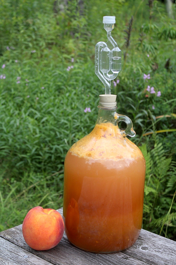 Making peach wine