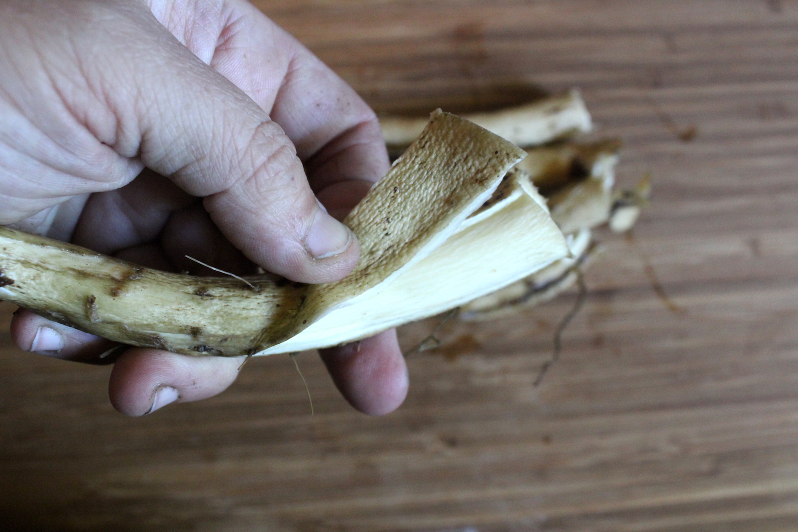 Peeling Elecampane Roots