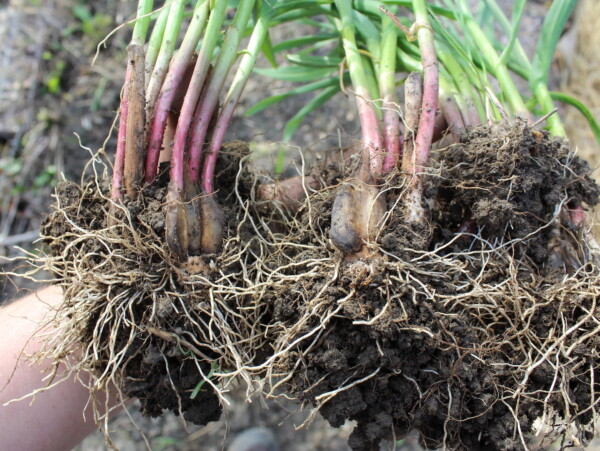 Perennial Garlic