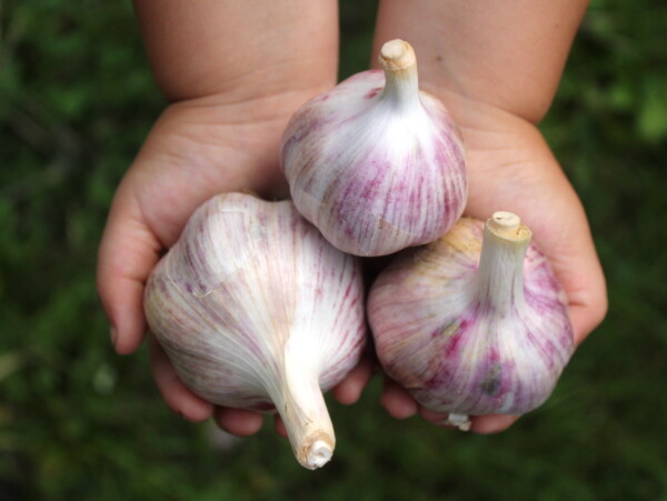 Purple Stripe Garlic ~ Hardneck Garlic Variety