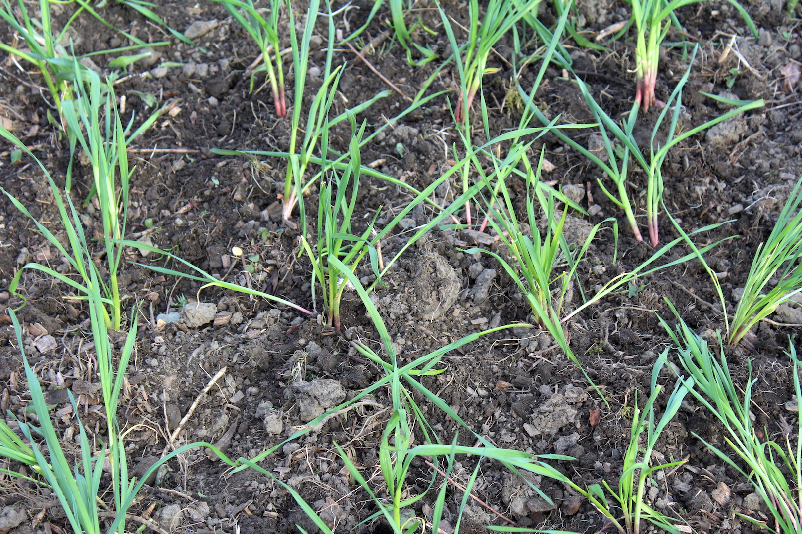 Spring Planted Garlic