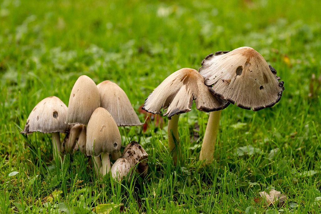 Shaggy Mane Look Alike