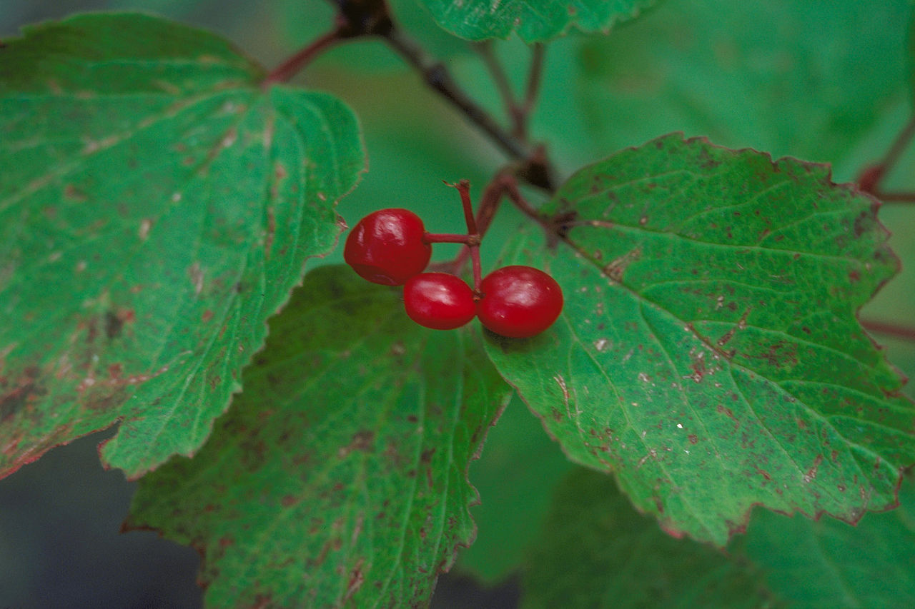 Viburnum Edule