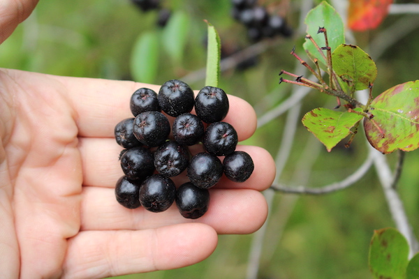 Image of A black chokeberry pie