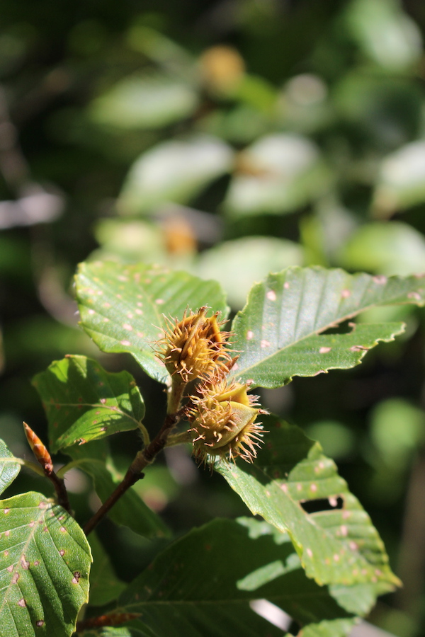 Unripe beechnuts on the tree. These are still a few weeks away from ready for harvest.
