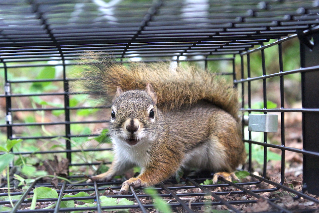 45 HQ Images Best Live Trap For Cats : An Army Of Volunteers Is Trying To Control Chicago S Feral Cat Population It Looks Like It S Working Chicago Tribune