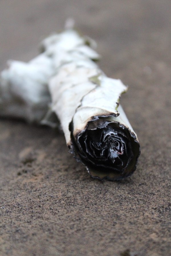 Burning Coltsfoot for Salt on a Rock