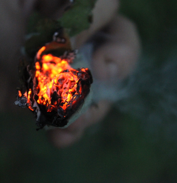 Burning Coltsfoot
