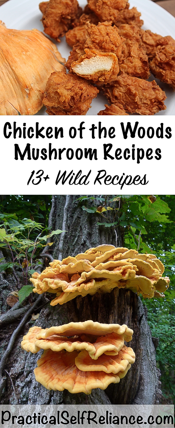 Chicken of the Woods Mushroom Recipes #chickenofthewoods #mushrooms #foraging #wildcrafting #wildedibles #recipes #howtocook #mushroomhunting