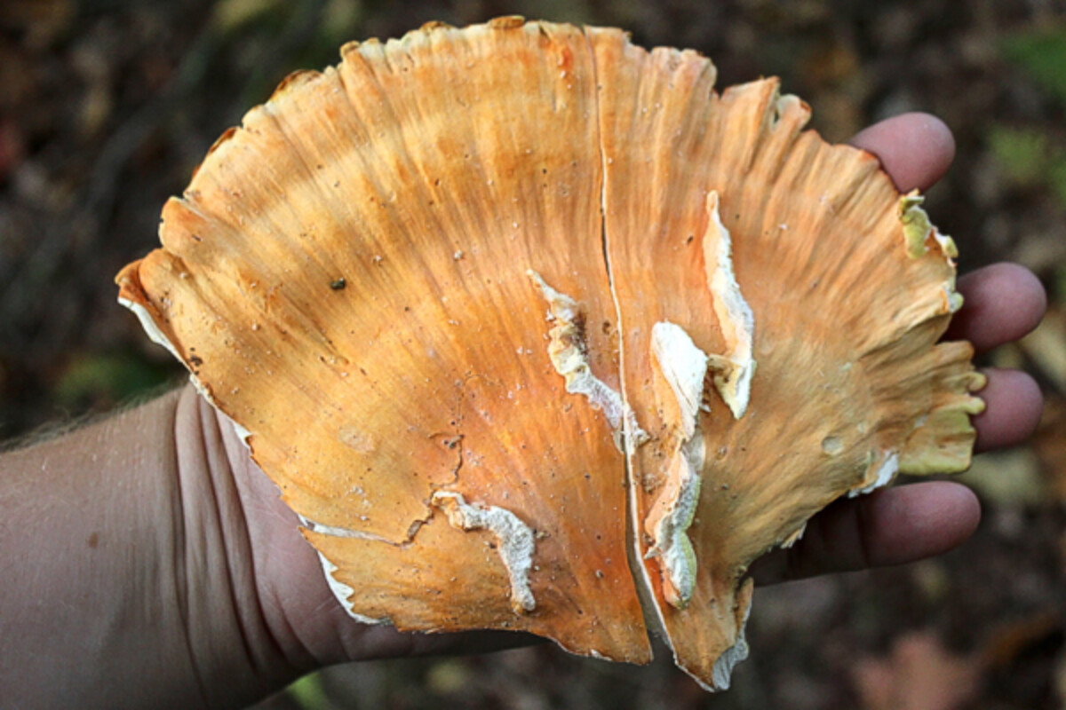 Chicken of the Woods Mushroom