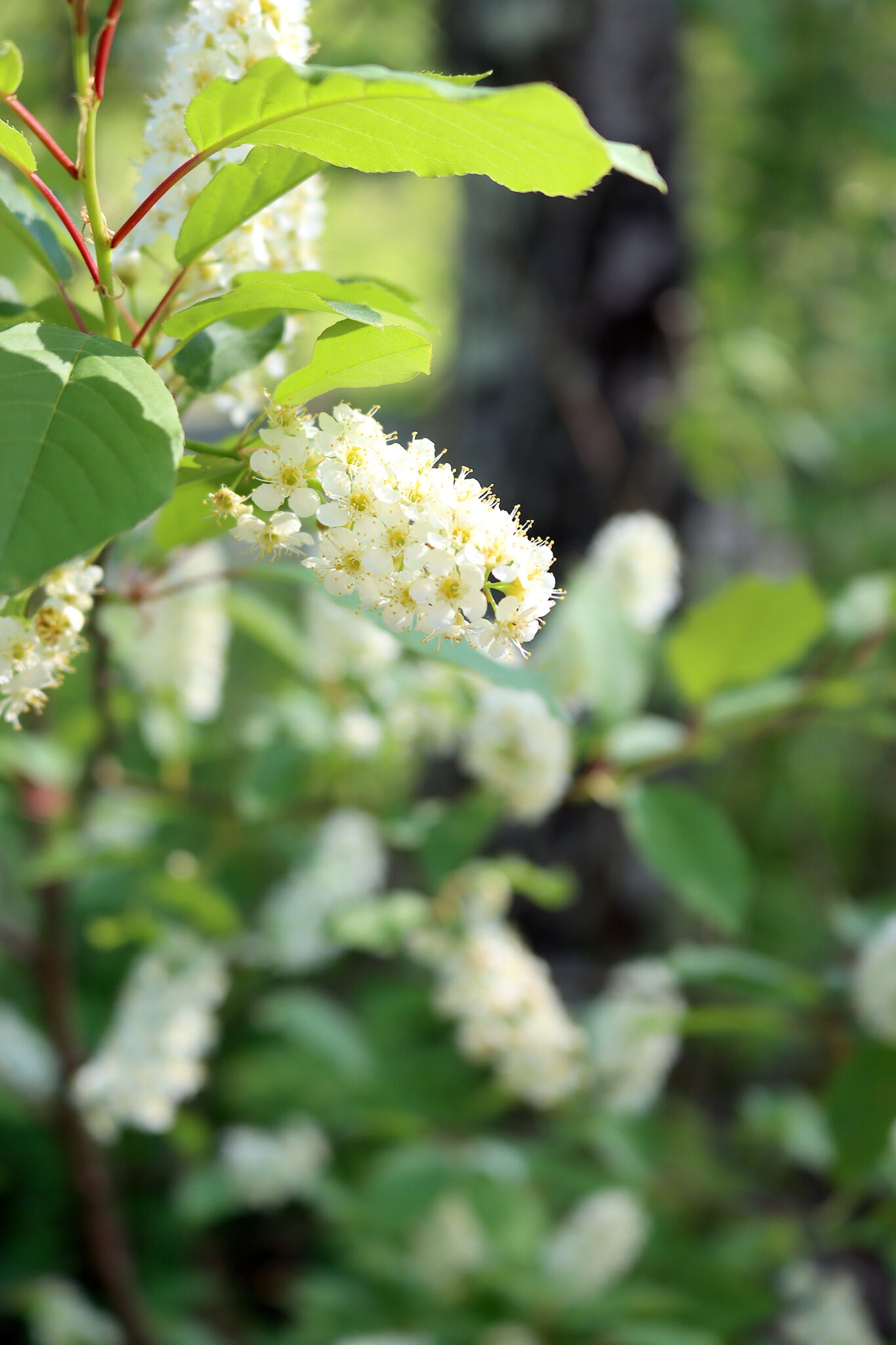 Chokecherry Flowers
