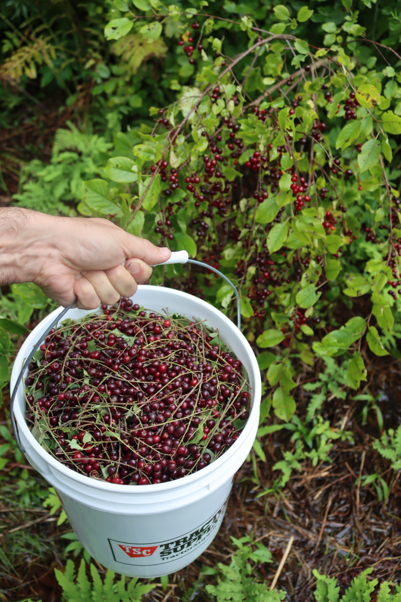 Chokecherry Harvest