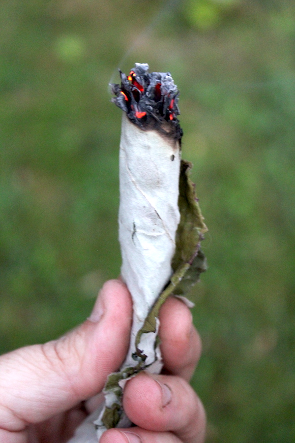 Coltsfoot Cigarette
