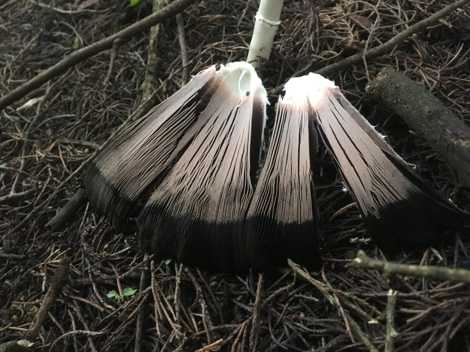 Shaggy Mane Mushroom Gills