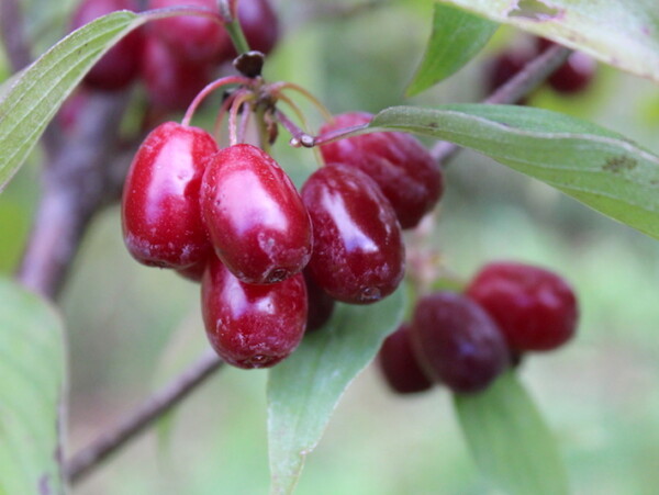 Cornelian Cherries growing on a dogwood cherry